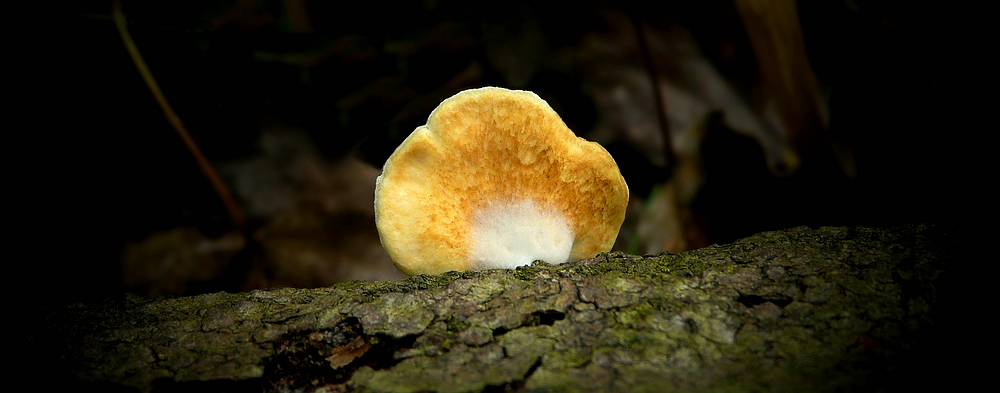 The Fungi World (317) : Oyster Rollrim