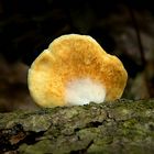 The Fungi World (317) : Oyster Rollrim