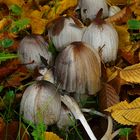 The Fungi World (318) : Distinguished Inkcap