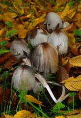 The Fungi World (318) : Distinguished Inkcap