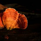 The Fungi World (319) : Cinnabar Polypore