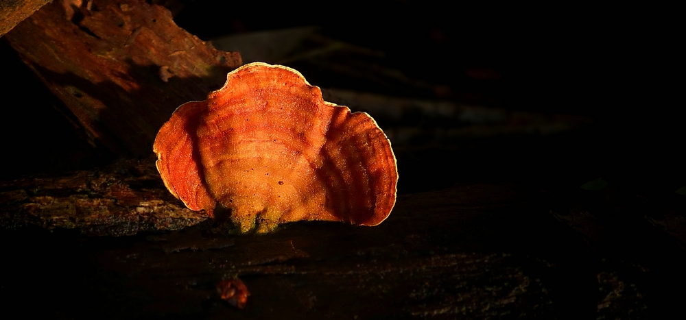 The Fungi World (319) : Cinnabar Polypore