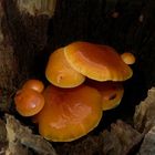 The Fungi world (32) : Velvet Shank – 10 days later