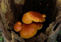 The Fungi world (32) : Velvet Shank – 10 days later