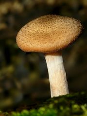 The Fungi World (320) : Ringless Honey Fungus