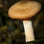 The Fungi World (320) : Ringless Honey Fungus