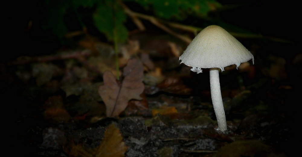 The Fungi World (321) : Pale Brittlestem
