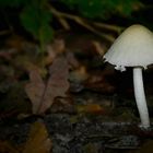 The Fungi World (321) : Pale Brittlestem