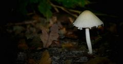 The Fungi World (321) : Pale Brittlestem