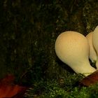 The Fungi World (322) : Pear-shaped Puffball 