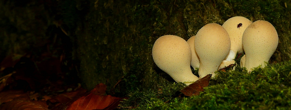 The Fungi World (322) : Pear-shaped Puffball 