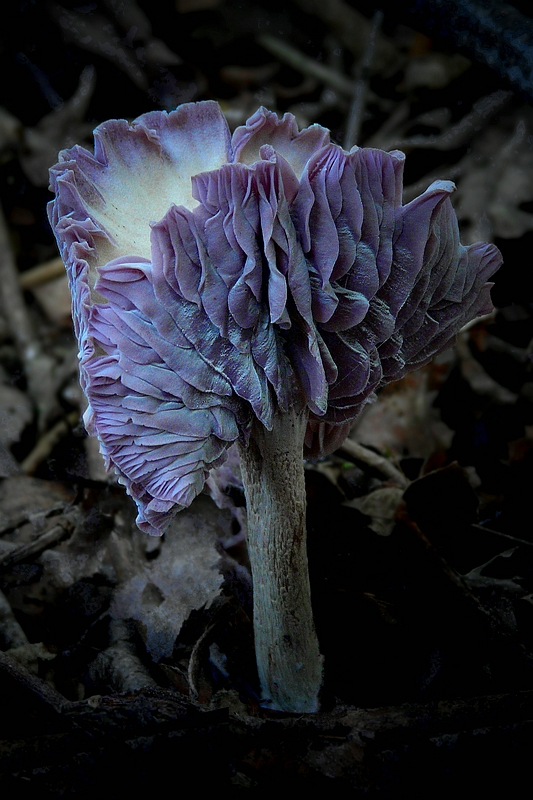 The Fungi World (323) : Wood Blewit