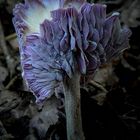 The Fungi World (323) : Wood Blewit