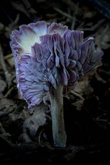 The Fungi World (323) : Wood Blewit