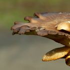 The Fungi world (324) : Oyster Mushroom 
