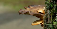 The Fungi world (324) : Oyster Mushroom 