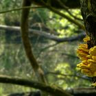 The Fungi World (325) : Chicken of the Woods