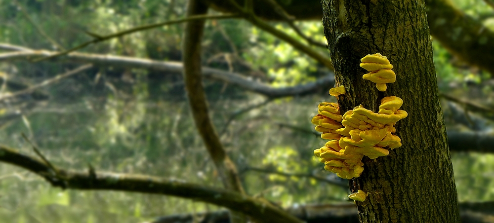 The Fungi World (325) : Chicken of the Woods