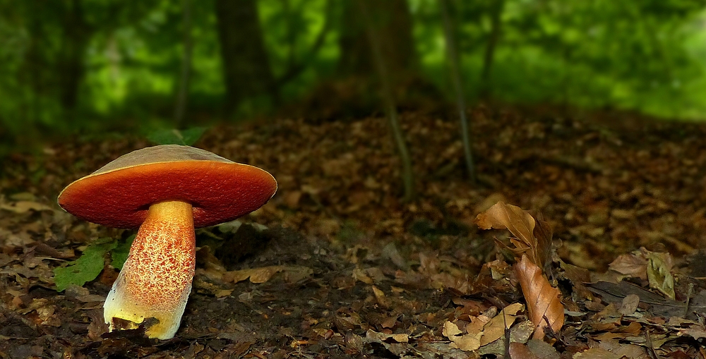 The Fungi world (326) : Scarletina Bolete