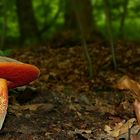 The Fungi world (326) : Scarletina Bolete