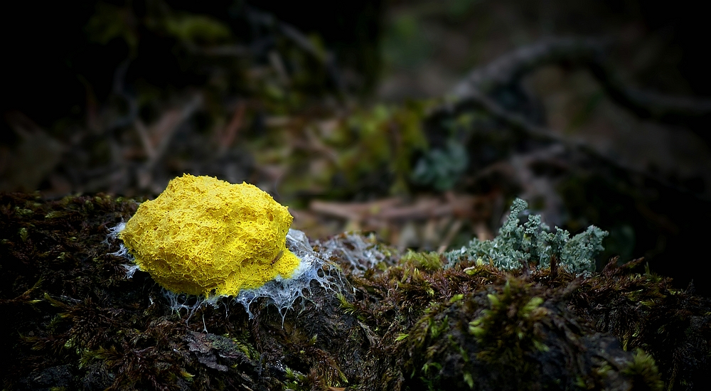 The Fungi World (327) : Dog Vomit Slime Mold