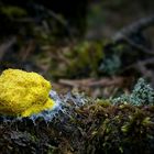 The Fungi World (327) : Dog Vomit Slime Mold