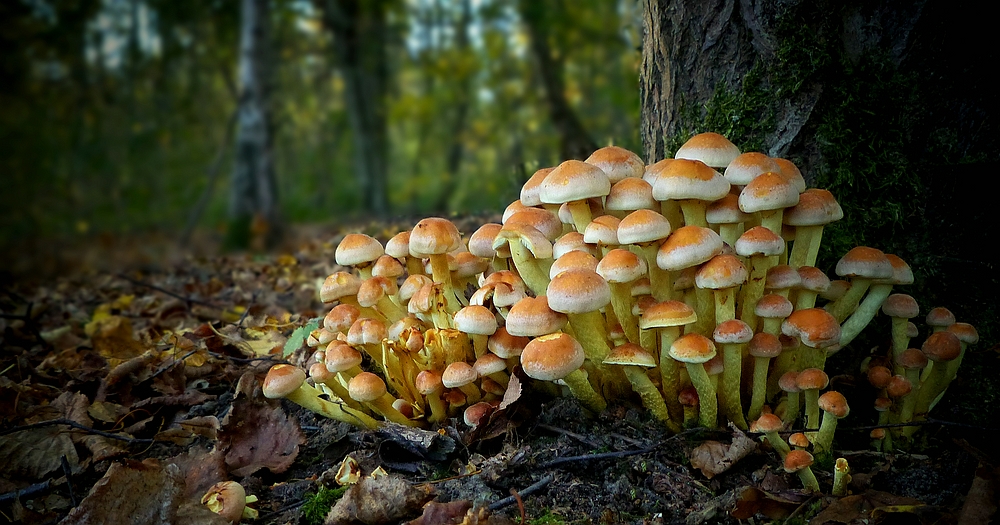 The Fungi World (328) : Sulphur Tuft