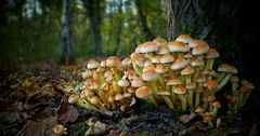 The Fungi World (328) : Sulphur Tuft