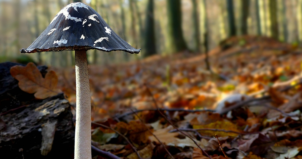 The Fungi World (329) : Magpie Inkcap 