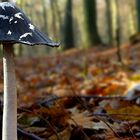 The Fungi World (329) : Magpie Inkcap 