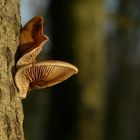 The Fungi world (33) : Oyster mushroom