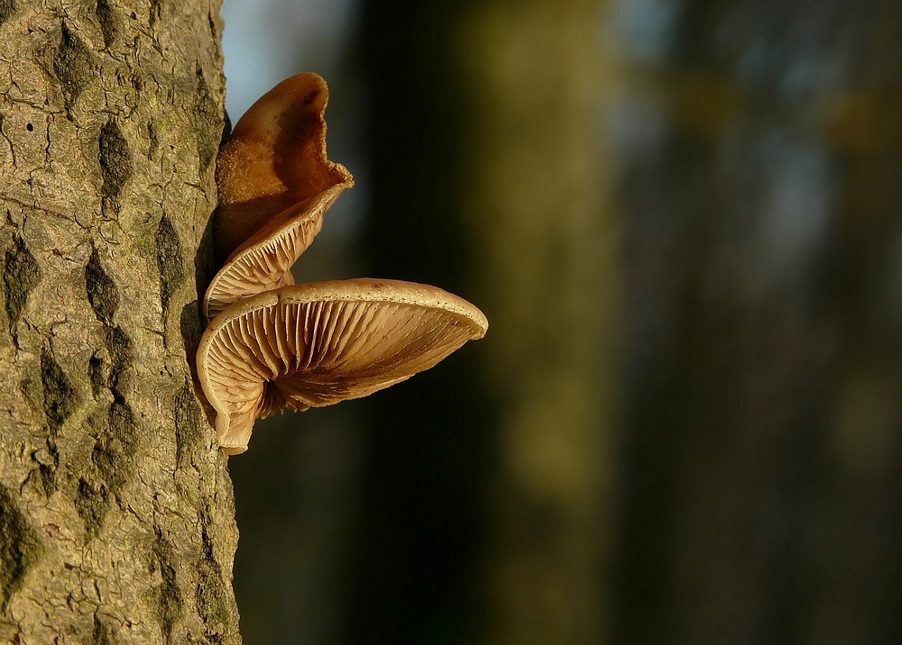 The Fungi world (33) : Oyster mushroom