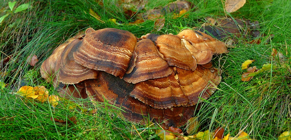 The Fungi World (330) : Giant Polypore