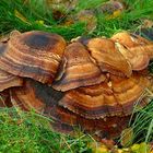 The Fungi World (330) : Giant Polypore