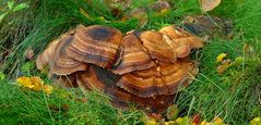 The Fungi World (330) : Giant Polypore