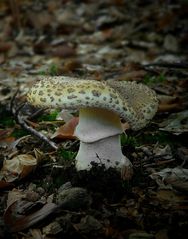 The Fungi world (331) : Blusher