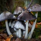 The Fungi World (332) : Common Inkcap