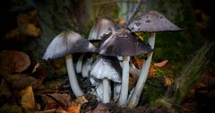 The Fungi World (332) : Common Inkcap