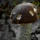 The Fungi World (333) : Black Birch Bolete