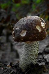 The Fungi World (333) : Black Birch Bolete