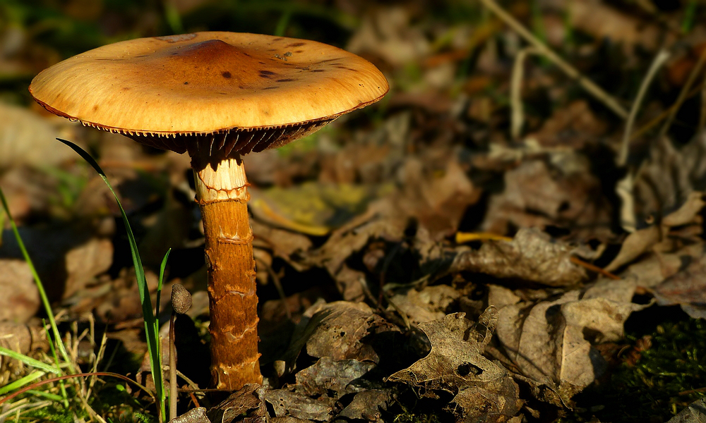 The Fungi World (334) : Girdled Webcap 