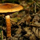 The Fungi World (334) : Girdled Webcap 