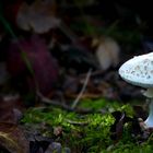 The Fungi World (335) : White False Death Cap