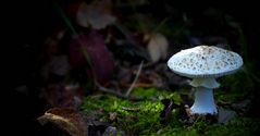 The Fungi World (335) : White False Death Cap