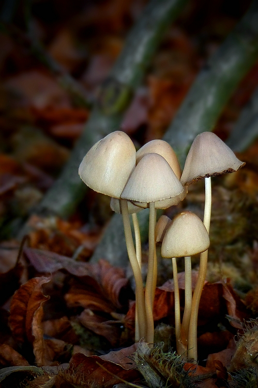 The Fungi World (336) : Conocybe rickenii