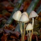 The Fungi World (336) : Conocybe rickenii