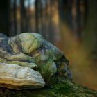 The Fungi World (337) : Hoof Fungus 