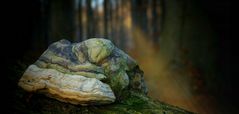 The Fungi World (337) : Hoof Fungus 