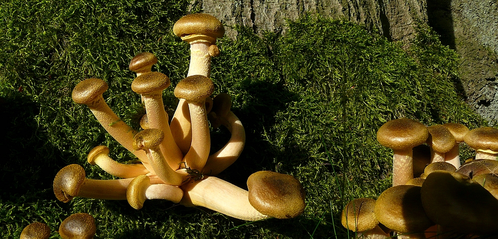 The Fungi World (338) : Honey Fungus