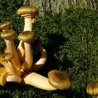 The Fungi World (338) : Honey Fungus